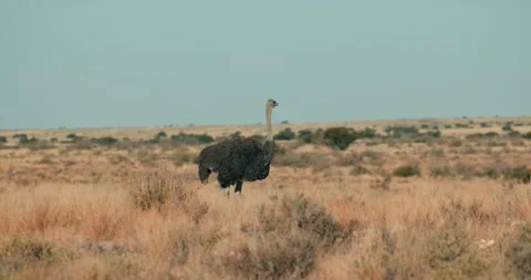 Wild Ostrich Walking Through Dry Namibian Grasslands During the Day Stock Footage 321773572