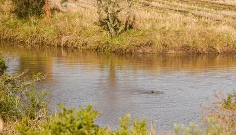 Wild otter bathing in a small lake in the pampa biome in southern Brazil Stock Photos