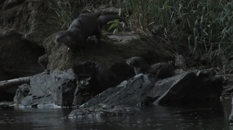 Wild Otter Behavior Stock Footage 67134192
