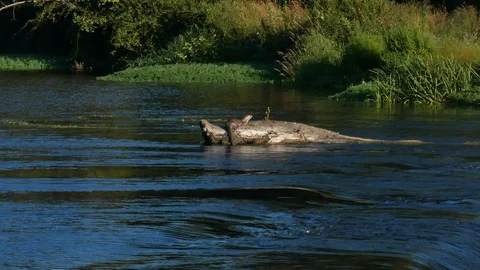 Wild otter eats fish on a log in river as fish jumps out of water on left. Stock Footage 112768527
