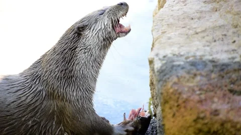Wild otter feeding from a fish Video stock 140188067