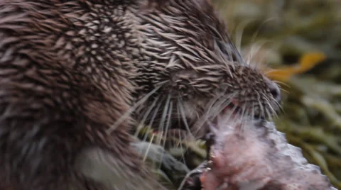 Wild Otter Video stock 34453838