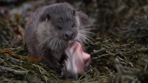 Wild Otter Video stock 34455232