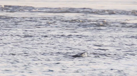 Wild Otter Video stock 34456166