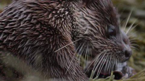 Wild Otter Video stock 34477308