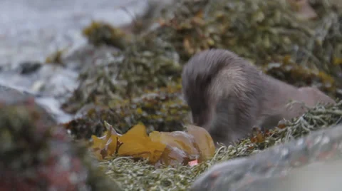 Wild Otter Video stock 34477677