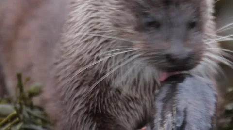 Wild Otter Video stock 34477711