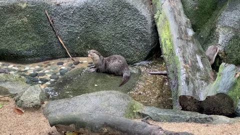 Wild Otters  Stock Footage 141748069