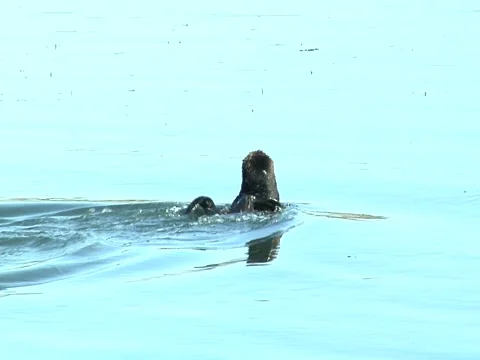 Wild otters playing tag Stock-Footage 933922