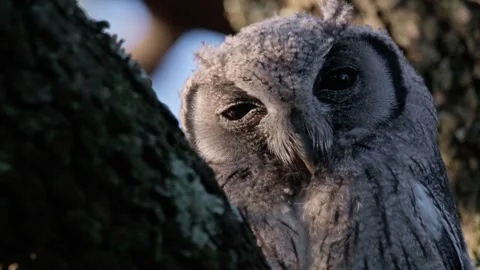 Wild Owl Perched in Forest Setting Stock Footage 321382872