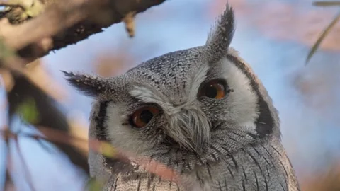 Wild Owl Perched in Forest Setting Stock Footage 321382877
