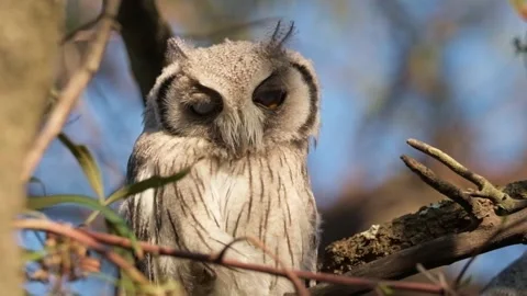Wild Owl Perched in Forest Setting Stock Footage 321382985
