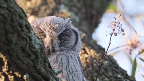 Wild Owl Perched in Forest Setting Stock Footage 321383011