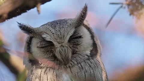 Wild Owl Perched in Forest Setting Stock Footage 321383029