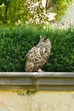 Wild owl Stock Photos