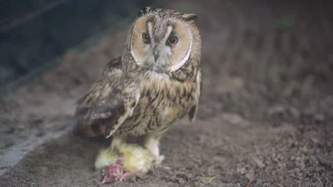 A wild owl sits on the ground, guarding its prey. A striking wildlife moment Stock Footage 292906208