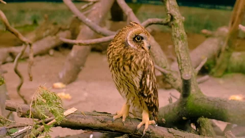 Wild owl in a terrarium. Selective focus. Stock Footage 262228619