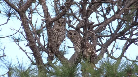 Wild Owls In Tree Stock Footage 104294395