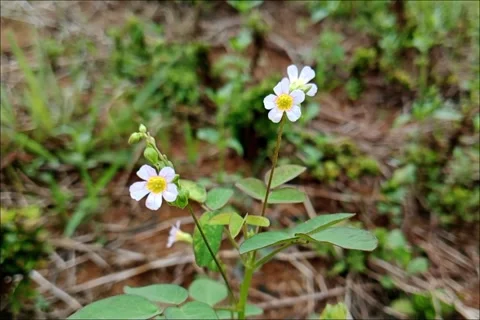 Wild Oxalis Corniculata Flower Growing on Ground Stock Footage 331332141