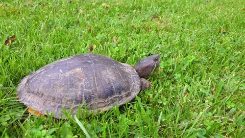 Wild painted turtle walking through backyard grass in Michigan Stock Footage 316879315
