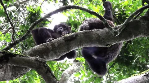 A WILD Pair of Endangered Chimpanzees Rest in the Kigale Forest, Uganda, Africa. Stock Footage 11317953