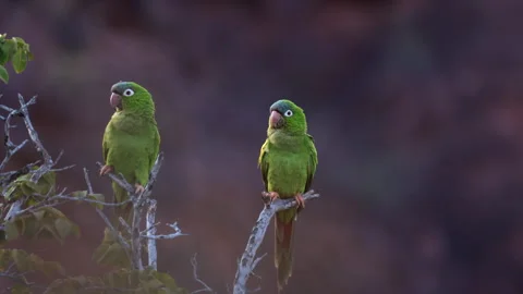 Wild pair of perched calling Blue-crowned Parakeets, Conures, birds perched Stock Footage 324074569
