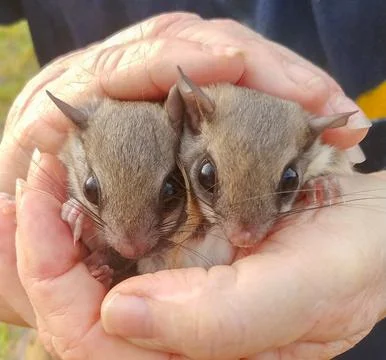 Wild pair of southern flying squirrel - Glaucomys volans - being held in th.. Stock Photos