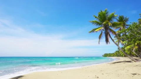 Wild palm beach of Hawaii. Sand sea and sky summer sunny day stock video footage Stock Footage
