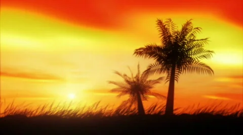 Wild Palms Видео 306958