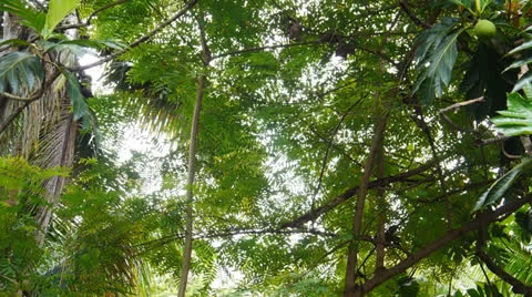 Wild pana tree in rain forest Stock Footage 24844342