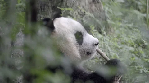Wild Panda chewing at a piece of broken bamboo Stock Footage 83729243