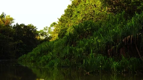 Wild pandanus on the bank of the river with the help of yellowish afternoon sun Stock Footage 231893816