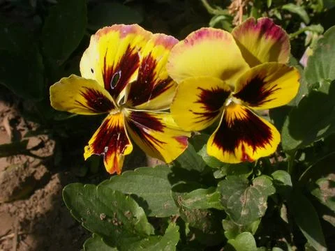 Wild pansy Stock Photos