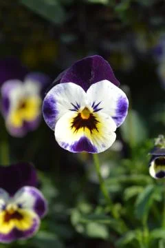 Wild pansy Stock Photos