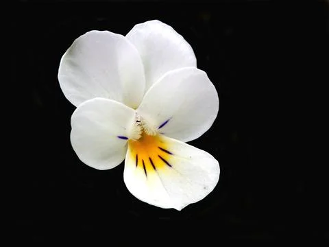 Wild Pansy Stock Photos