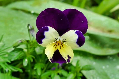 Wild Pansy. Stock Photos