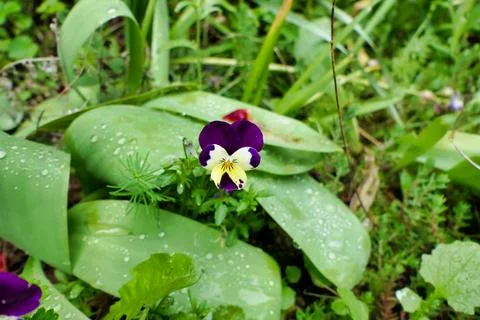 Wild Pansy. Stock Photos