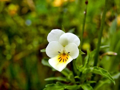 Wild Pansy. Stock Photos