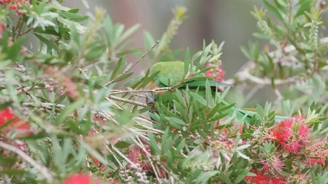 Wild parrot in Australia Stock Footage 87892652