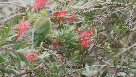 Wild parrot in Australia Stock Footage 87892684