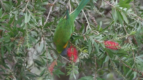 Wild parrot in Australia Stock Footage 88669093