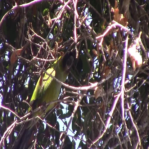 Wild parrot climbs through the branches Video stock 69722404