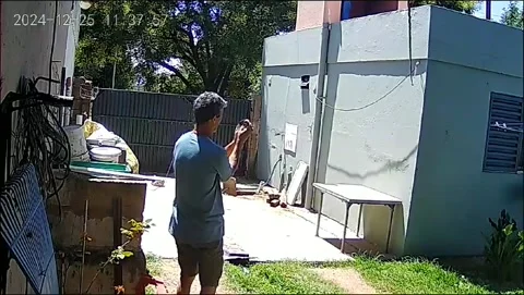 Wild Parrot Flies Into Man's Hands, Cordoba, Argentina - 25 Dec 2024 Stock-Footage 315136053