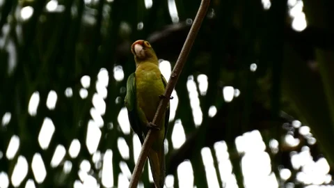 Wild parrot Stock Footage 126791266