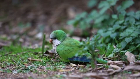 Wild parrot on the ground Video stock 71845592