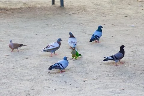 Wild parrot on the ground in surrounded by city pigeons. Foto stock