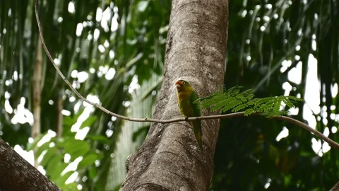 Wild parrot med Stock Footage 126791271