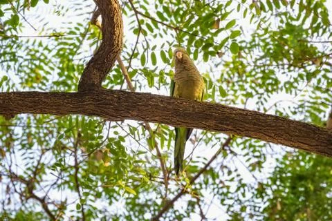 Wild parrot sits on a tree surrounded by green foliage. Stock Photos