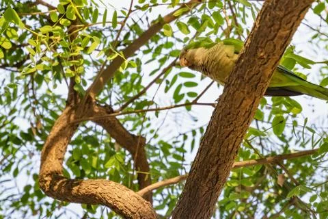 Wild parrot sits on a tree surrounded by green foliage. Foto stock
