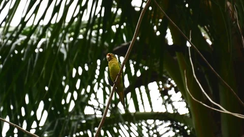 Wild parrot wide Stock Footage 126791264